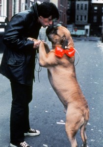 Кучето на Роки Буткус е домашен любимец на Сталоун и в реалния живот.