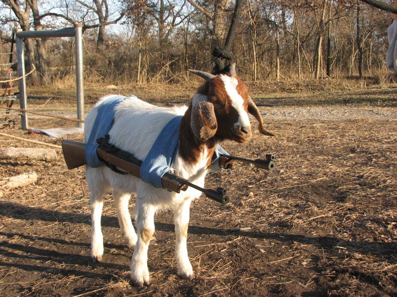 funny-goats-pictures-15