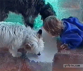 Рядко тъпи, но сладки хлапета (ГИФЧЕТА)