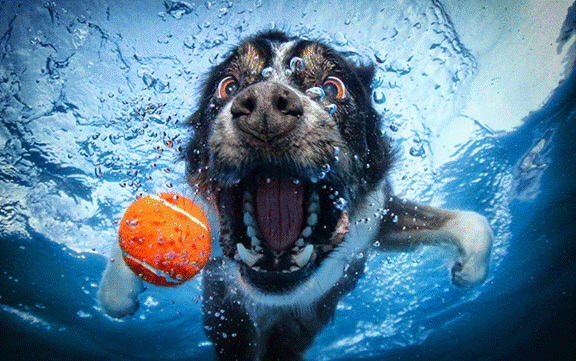 underwater-dogs-2