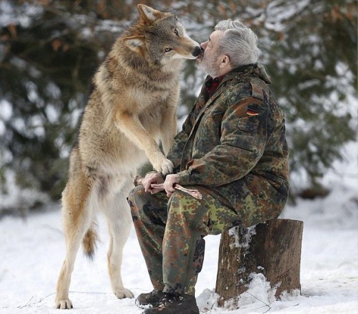 wolf