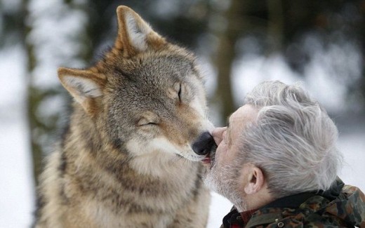 wolf2