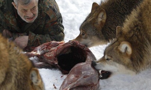 wolf3
