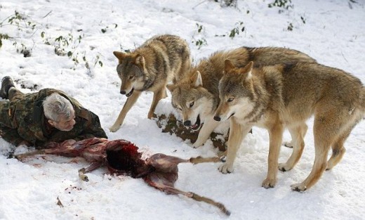 wolf4