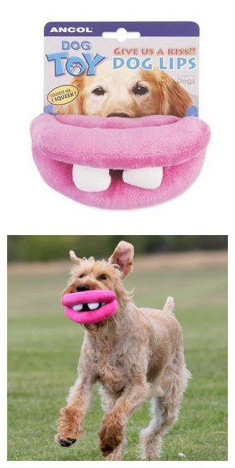 dog toy