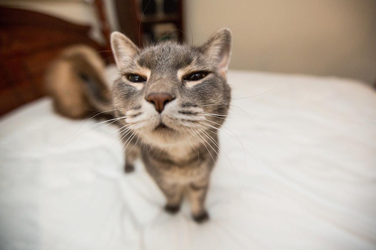 funny-cat-pictures-032-025