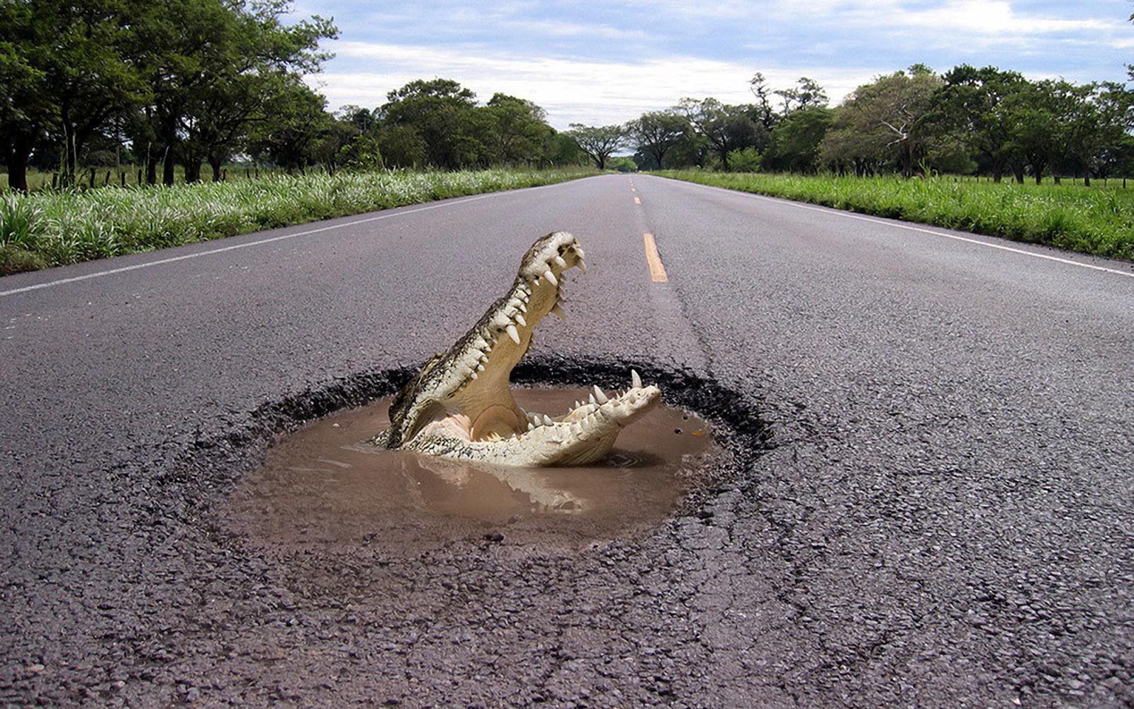 funny-wallpaper-with-a-crocodile-coming-out-of-a-hole-in-the-road