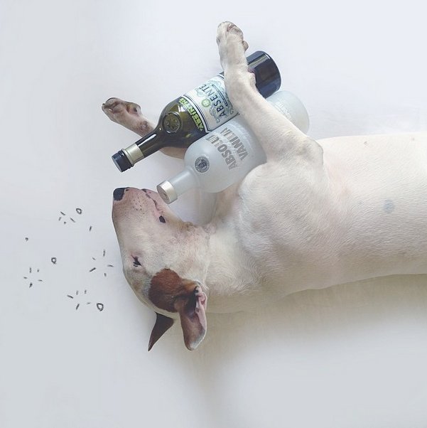 Жената те напуска и ставаш гений с бултериер (СНИМКИ)