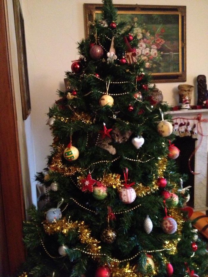Grey-natale1__700