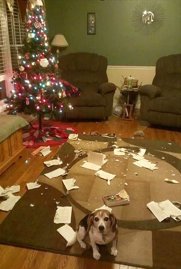 XX-animals-destroying-Christmas-10__605
