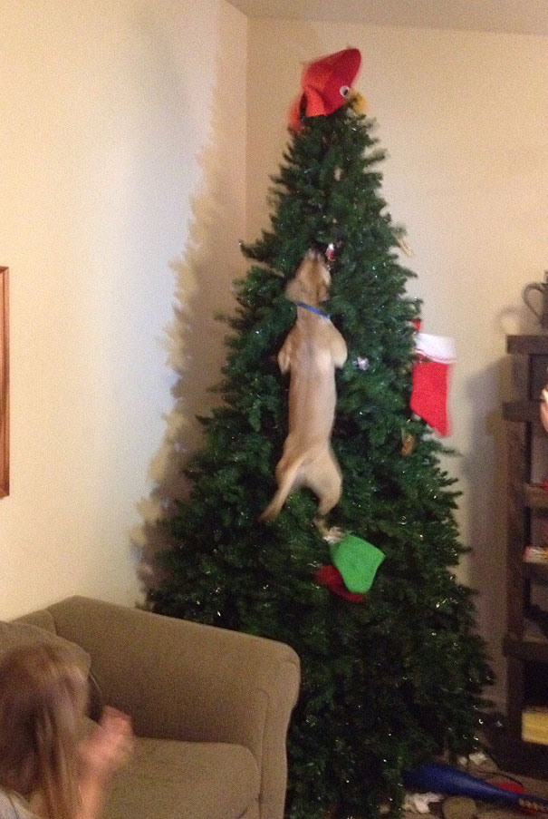 XX-animals-destroying-Christmas-11__605