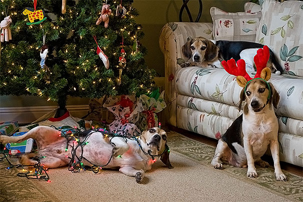 XX-animals-destroying-Christmas-13__605