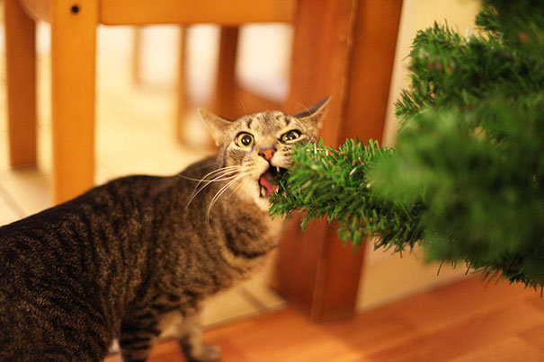 XX-animals-destroying-Christmas-14__605