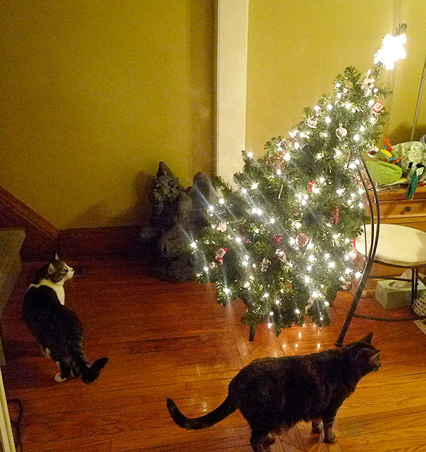 XX-animals-destroying-Christmas-15__605