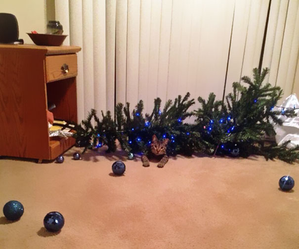 XX-animals-destroying-Christmas-2__605