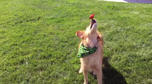 Кучето, което не може да хване нищо