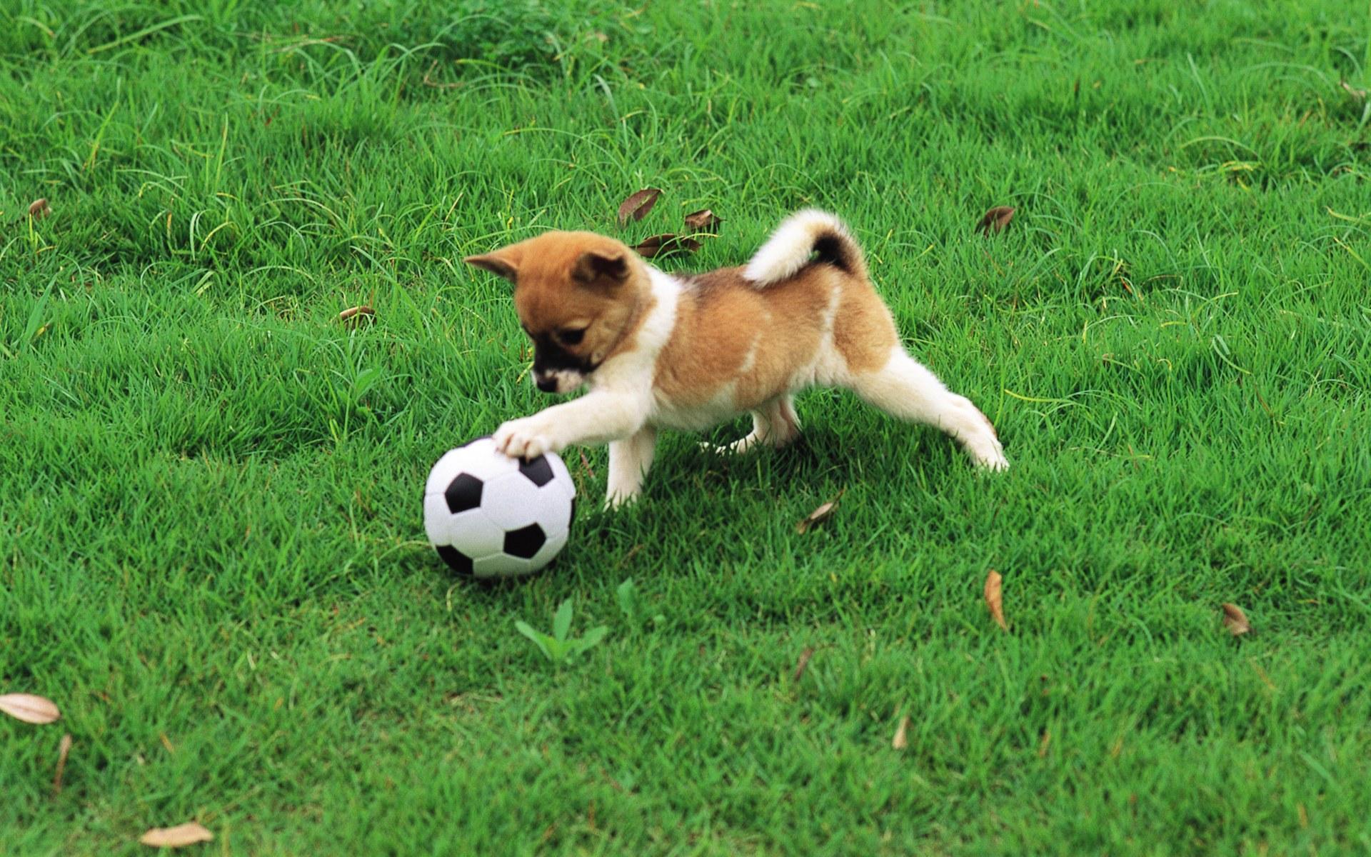pretty-dog-playing-with-football