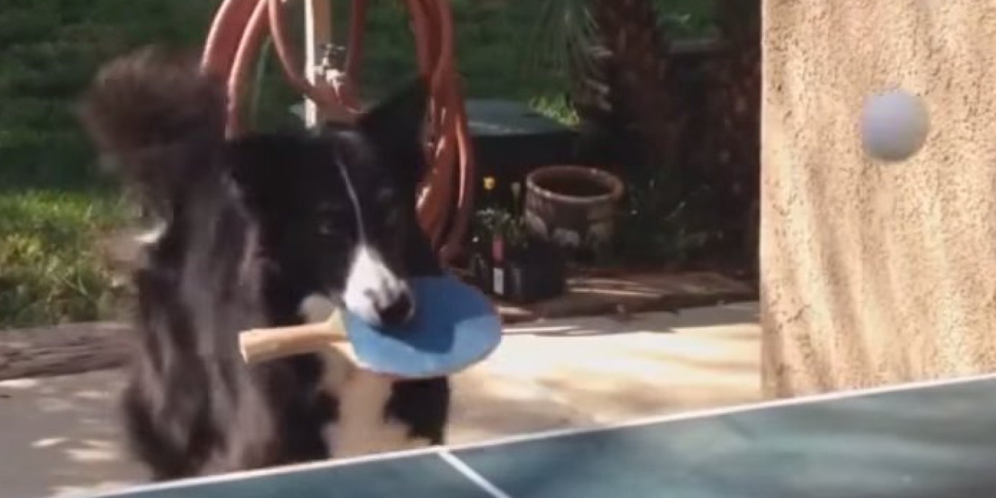 o-DOG-PLAYS-PING-PONG-facebook