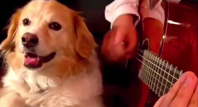 dog