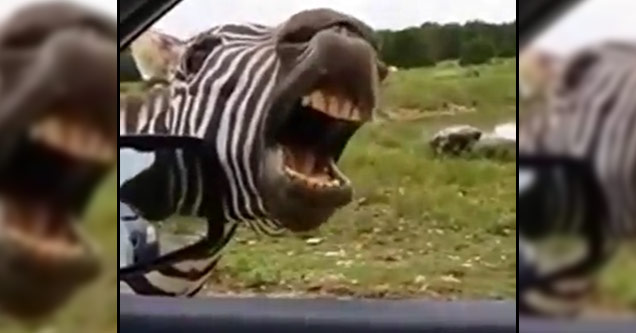 zebra_singing_for_treats