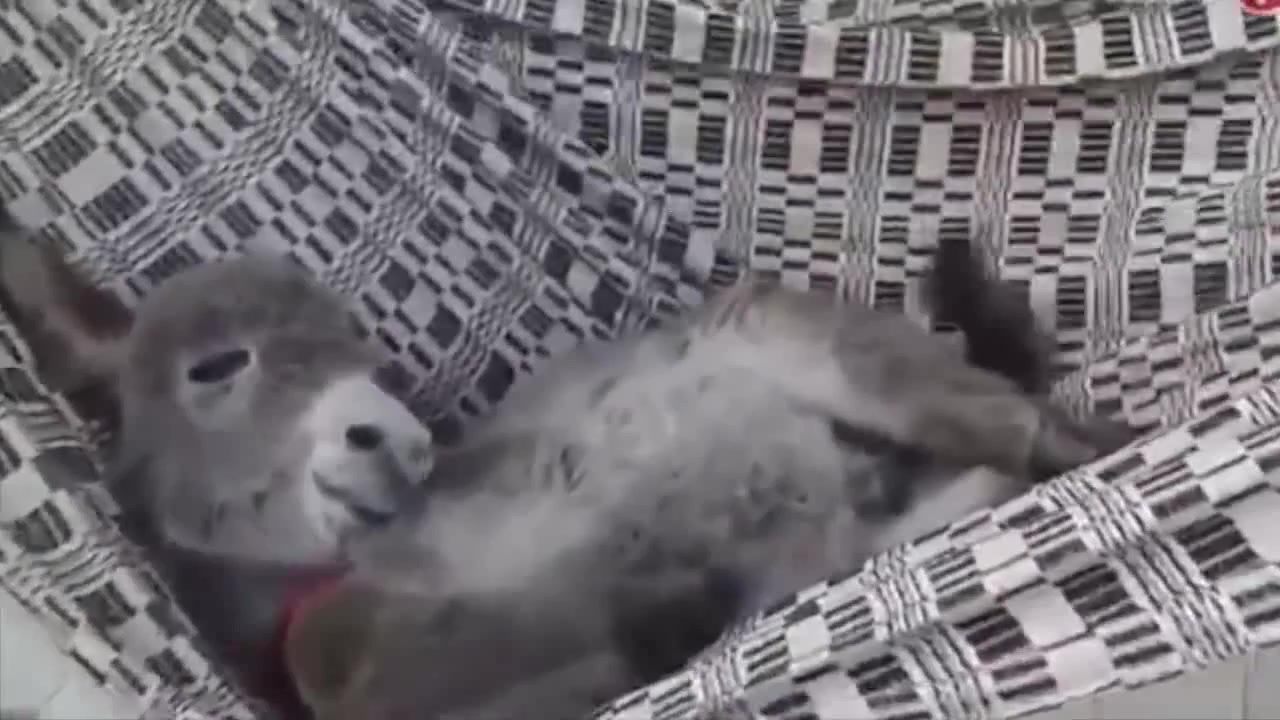 big_1441323782_image