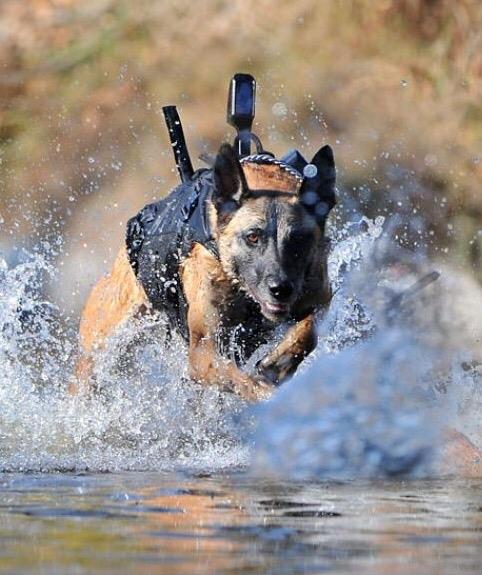 10404385_1083280995018301_6314559833801854971_n