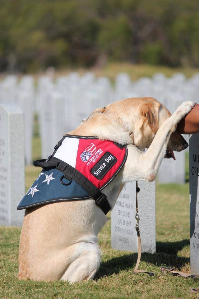 12219433_1083280938351640_5820514387347799588_n