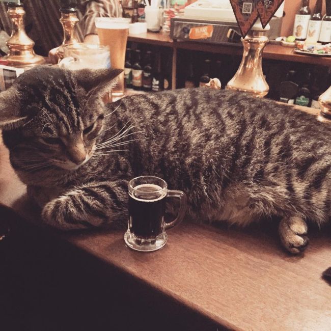 cat_pub_08