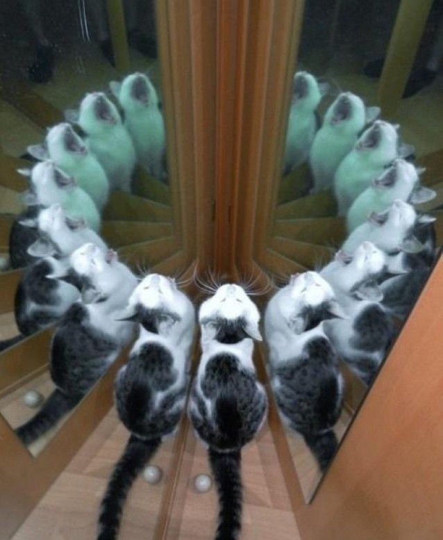 kot-koshka-obrjad-vyzov-699504