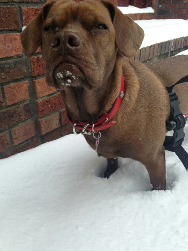 animals-and-snow-either-mix-really-well-or-not-at-all-23-photos-12