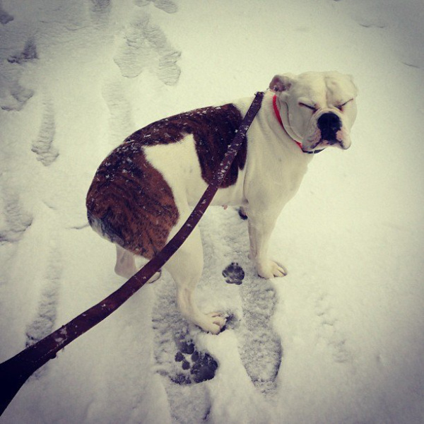 animals-and-snow-either-mix-really-well-or-not-at-all-23-photos-13