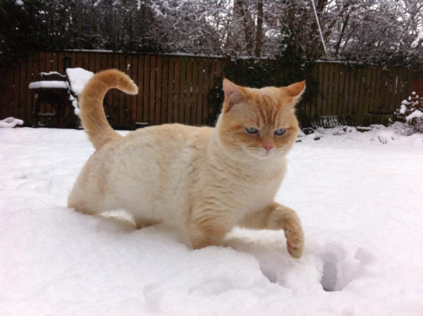 animals-and-snow-either-mix-really-well-or-not-at-all-23-photos-19