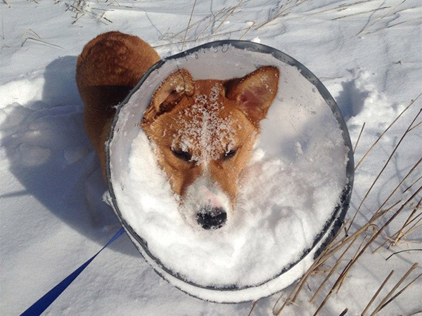 animals-and-snow-either-mix-really-well-or-not-at-all-23-photos-20