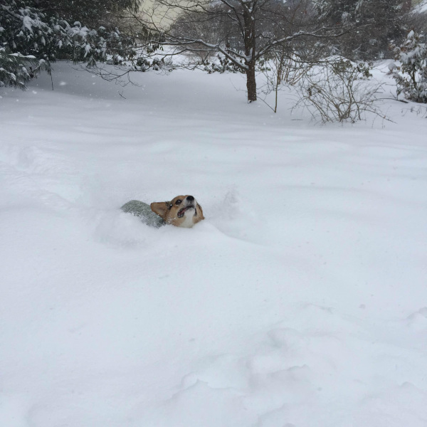 animals-and-snow-either-mix-really-well-or-not-at-all-23-photos-22