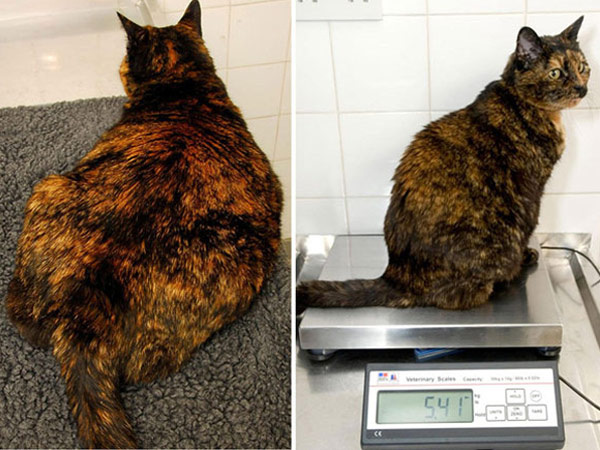 body-transformations-pets-edition-photos-2