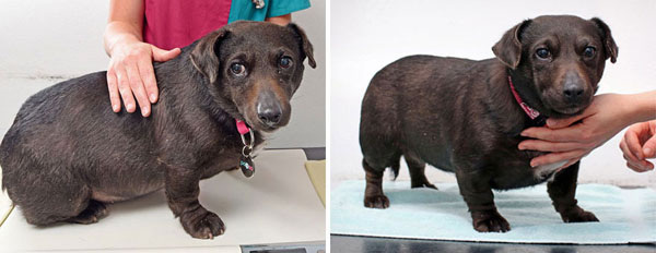 fat-animals-lose-weight-obesity-pet-fit-club-pdsa-uk-13