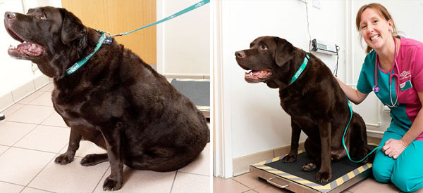 fat-animals-lose-weight-obesity-pet-fit-club-pdsa-uk-5