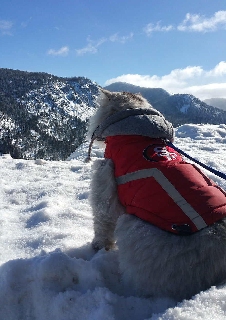 gandalf-cat-travelling-the-world-19