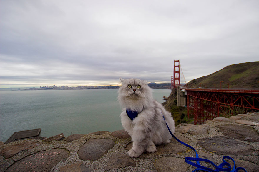 gandalf-cat-travelling-the-world-20