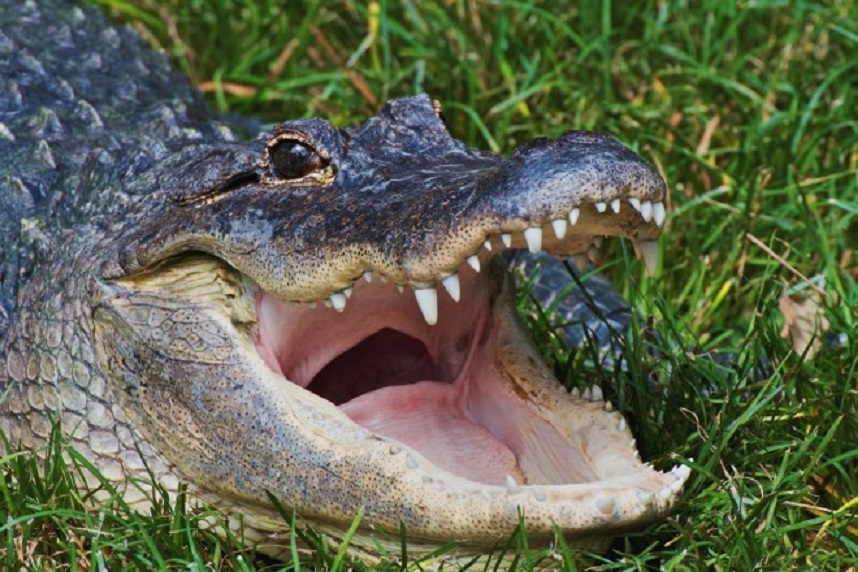 Gator-2-660x440