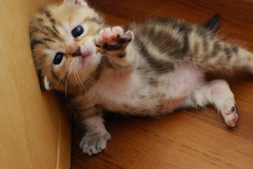 HALP