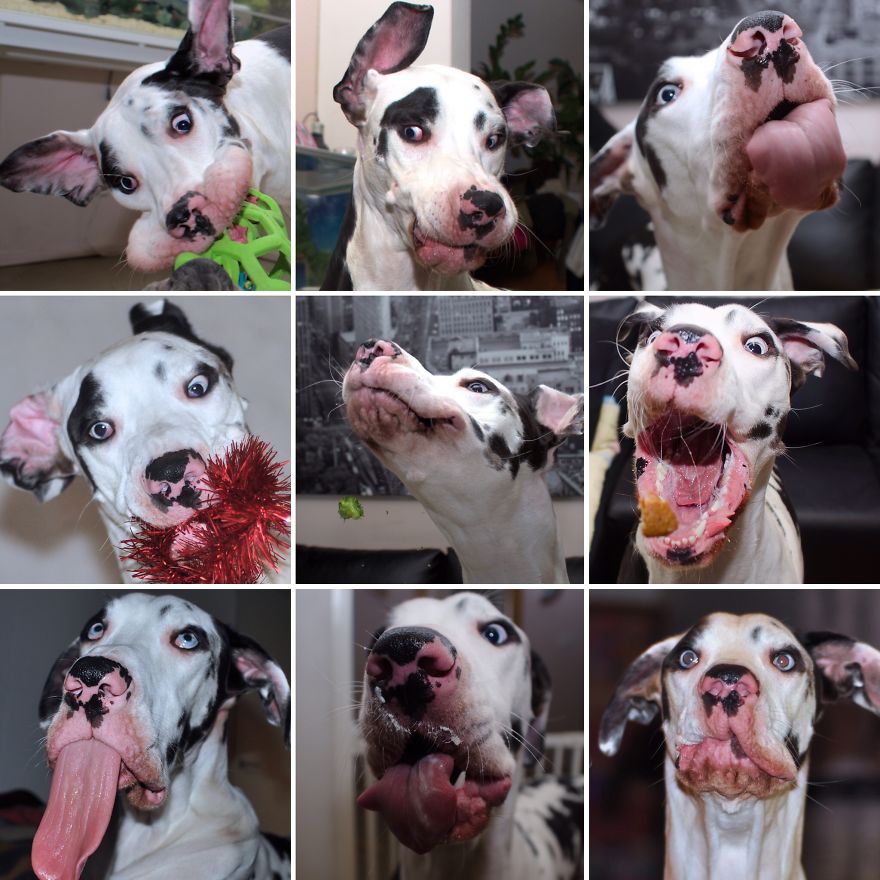 Meet-Mutka-the-Great-Dane-The-Dog-of-a-Thousand-Faces5__880