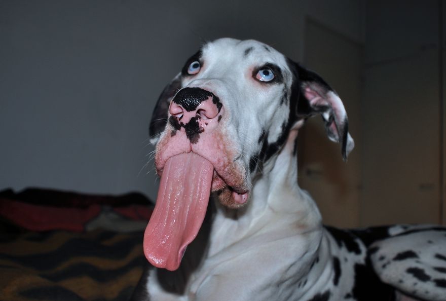Meet-Mutka-the-Great-Dane-The-Dog-of-a-Thousand-Faces8__880