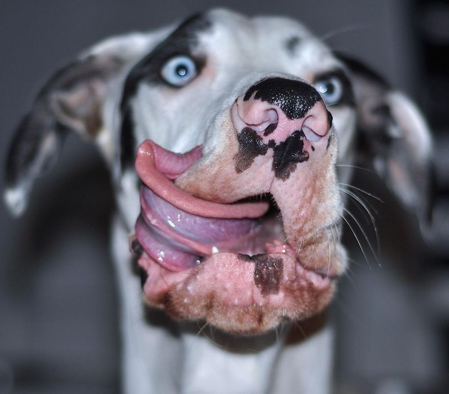 Meet-Mutka-the-Great-Dane-The-Dog-of-a-Thousand-Faces9__880