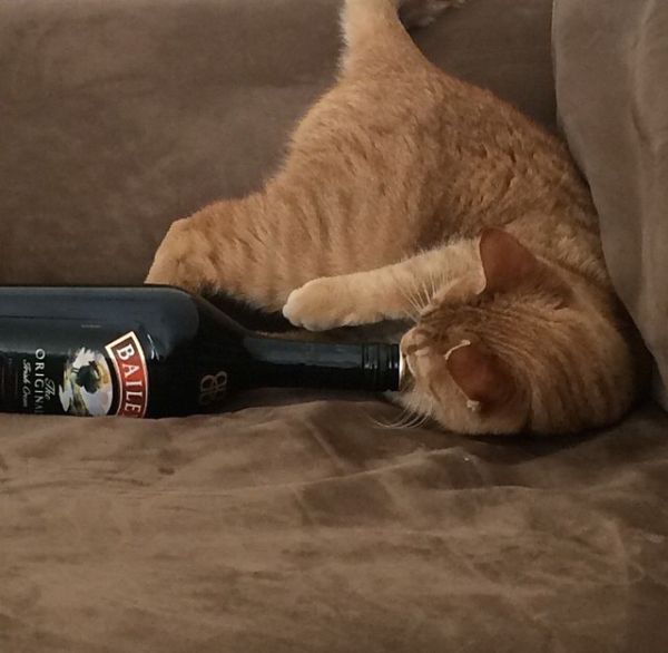 these-animals-know-how-to-party-26-photos-10