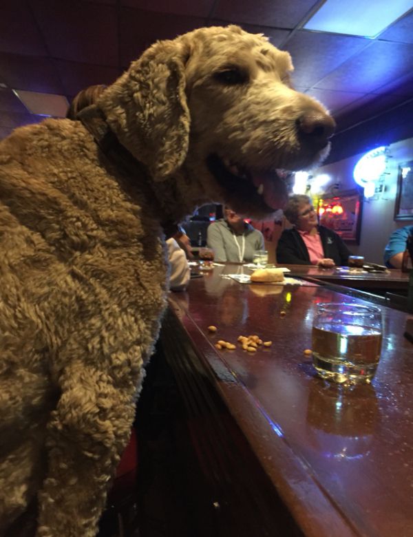 these-animals-know-how-to-party-26-photos-14