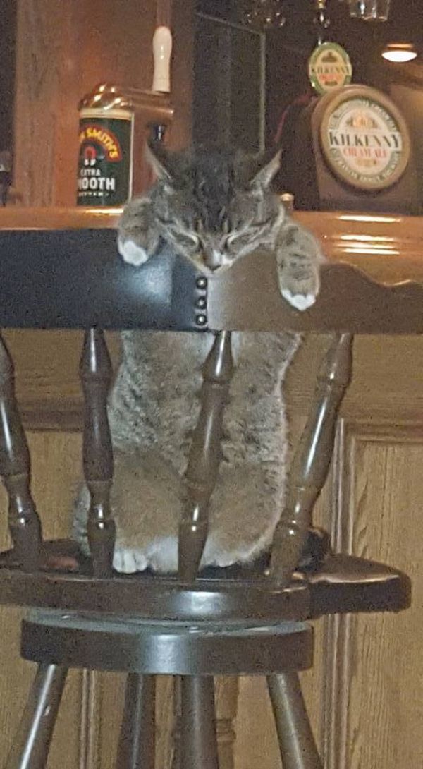 these-animals-know-how-to-party-26-photos-15