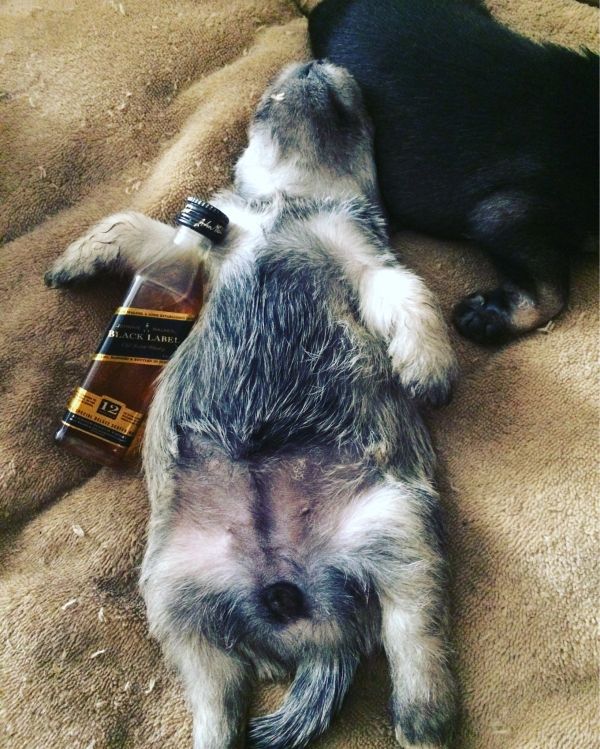 these-animals-know-how-to-party-26-photos-19