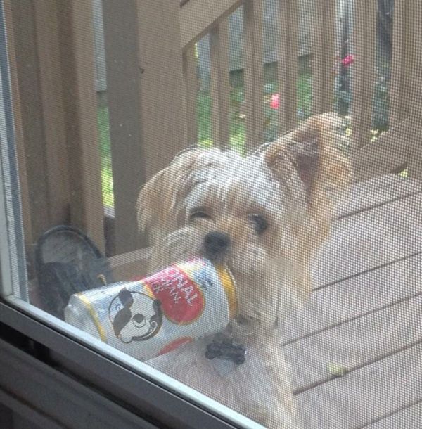 these-animals-know-how-to-party-26-photos-2