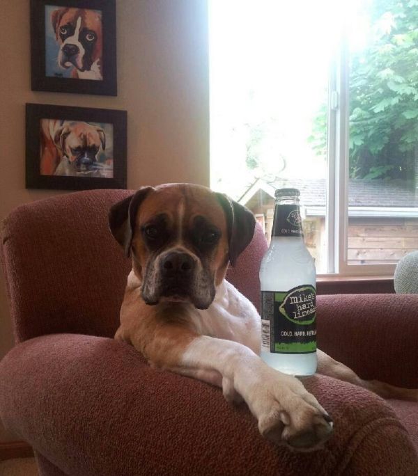 these-animals-know-how-to-party-26-photos-21